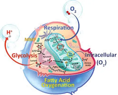 Illustration metabolic - Image 2