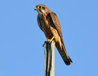 Hình ảnh minh họa hobby - Ảnh 1