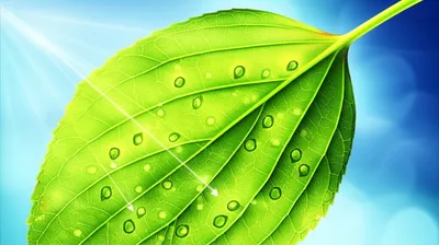 Illustration chlorophyll