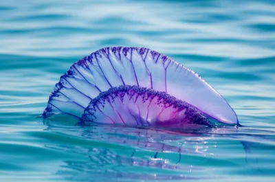 Illustration sail - Image 1