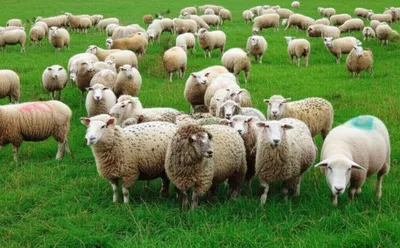 Illustration aggregation - Image 1