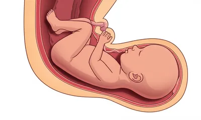 Illustration birth - Image 1