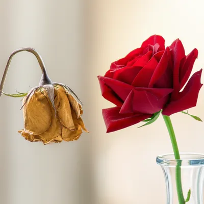 Illustration substitution - Image 1