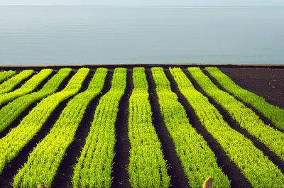 Illustration orderly - Image 1