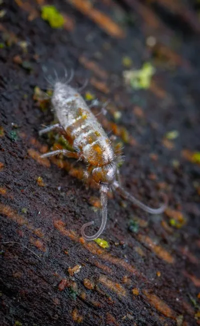 Illustration springtails - Image 2