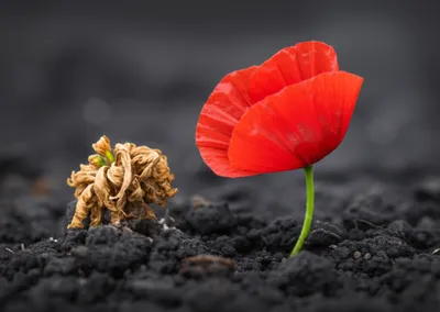 Illustration succeeded - Image 1