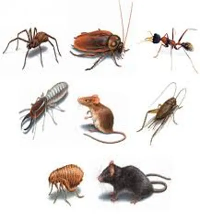 Illustration pest - Image 2