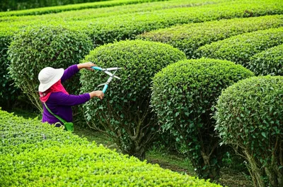 Illustration skiff - Image 1