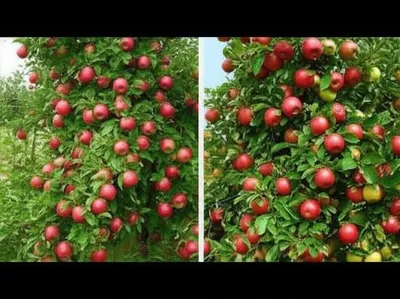 Illustration differentiate - Image 1