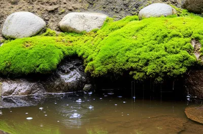 Illustration seeps - Image 1