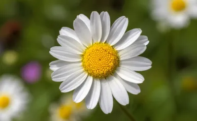 Illustration marguerite - Image 1