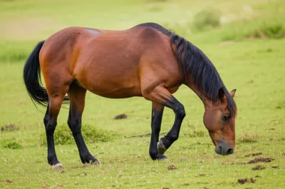 Illustration foundered - Image 1