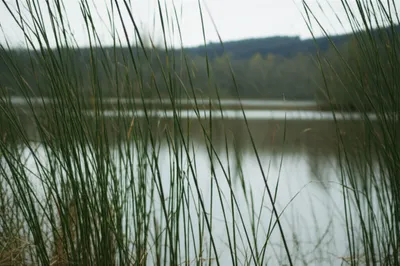 Illustration reeded - Image 1