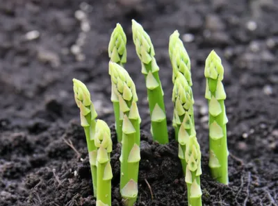 Illustration asparagus - Image 1