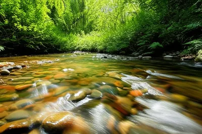 Illustration freshwater