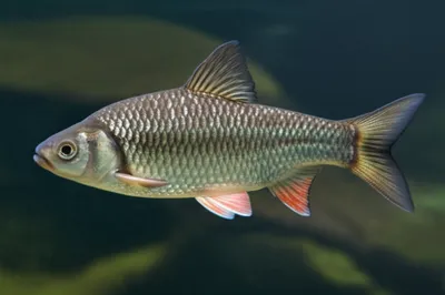 Illustration abdominal - Image 1