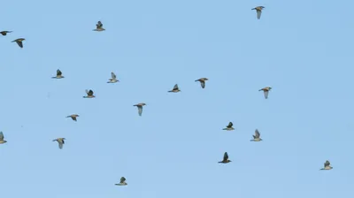 Illustration scud - Image 1