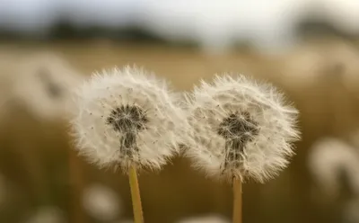 Illustration whisker - Image 1