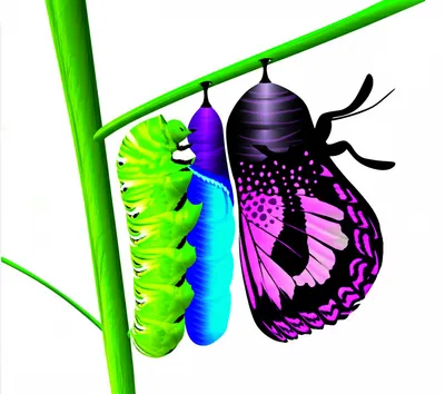 Illustration redefined