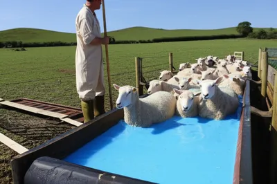 Illustration dip - Image 1