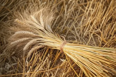 Illustration sheave - Image 1