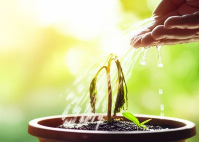 Illustration reinvigorated