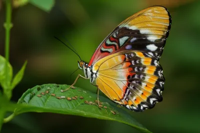 Illustration harvesters - Image 1