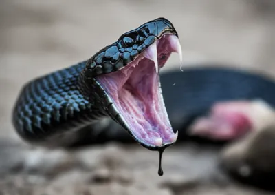 Illustration fangs - Image 1