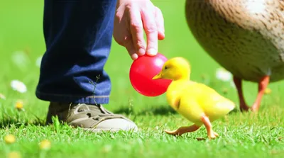 Illustration imprinting - Image 1