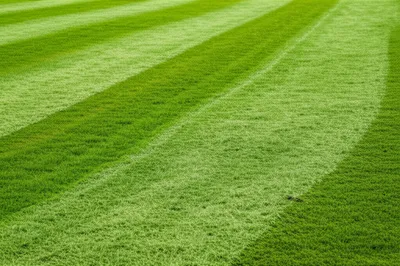 Illustration mowing - Image 1