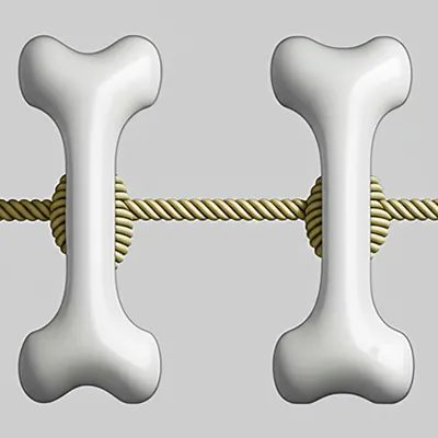 Illustration ligament - Image 1