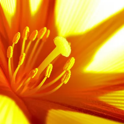 Illustration blows - Image 1