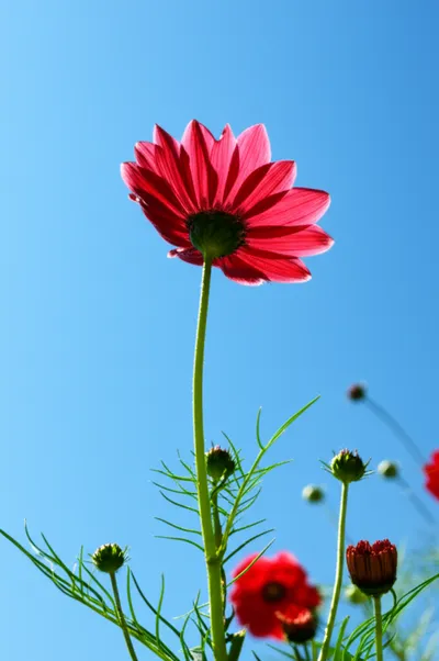 Illustration bettered - Image 1