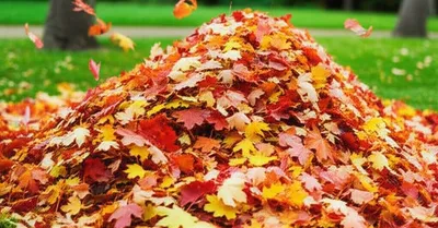 Illustration accumulations