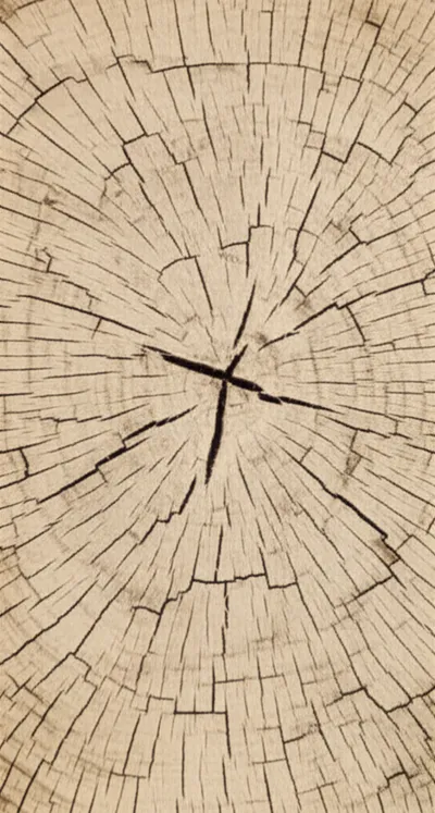 Illustration fans - Image 1