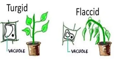 Illustration turgid - Image 2