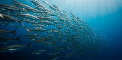 Illustration runs - Image 1