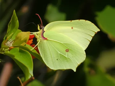 Illustration cleopatra