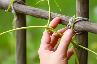 Illustration twist - Image 1