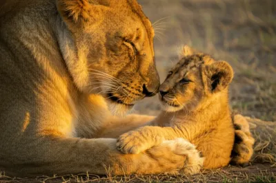 Illustration mammas - Image 1