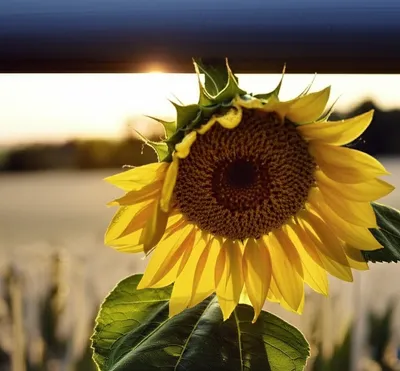 Illustration reawaken - Image 1