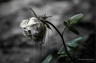 Illustration rotted - Image 1