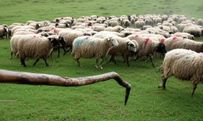 Illustration gad - Image 1