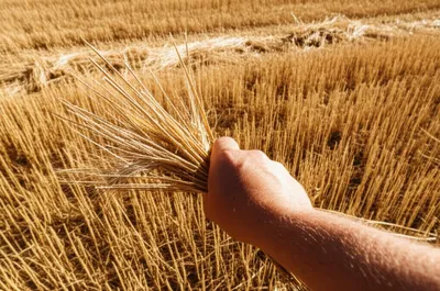 Illustration kerns - Image 1