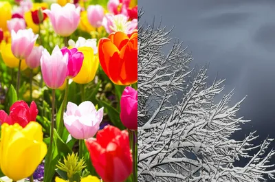 Illustration contrasted - Image 1