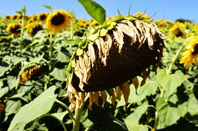 Illustration disappointing