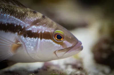 Illustration opercular - Image 1