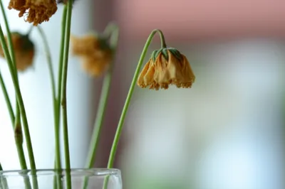 Illustration thinned - Image 1