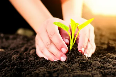 Illustration nourishes - Image 1