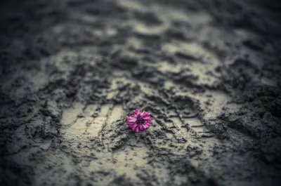 Illustration poaching - Image 1